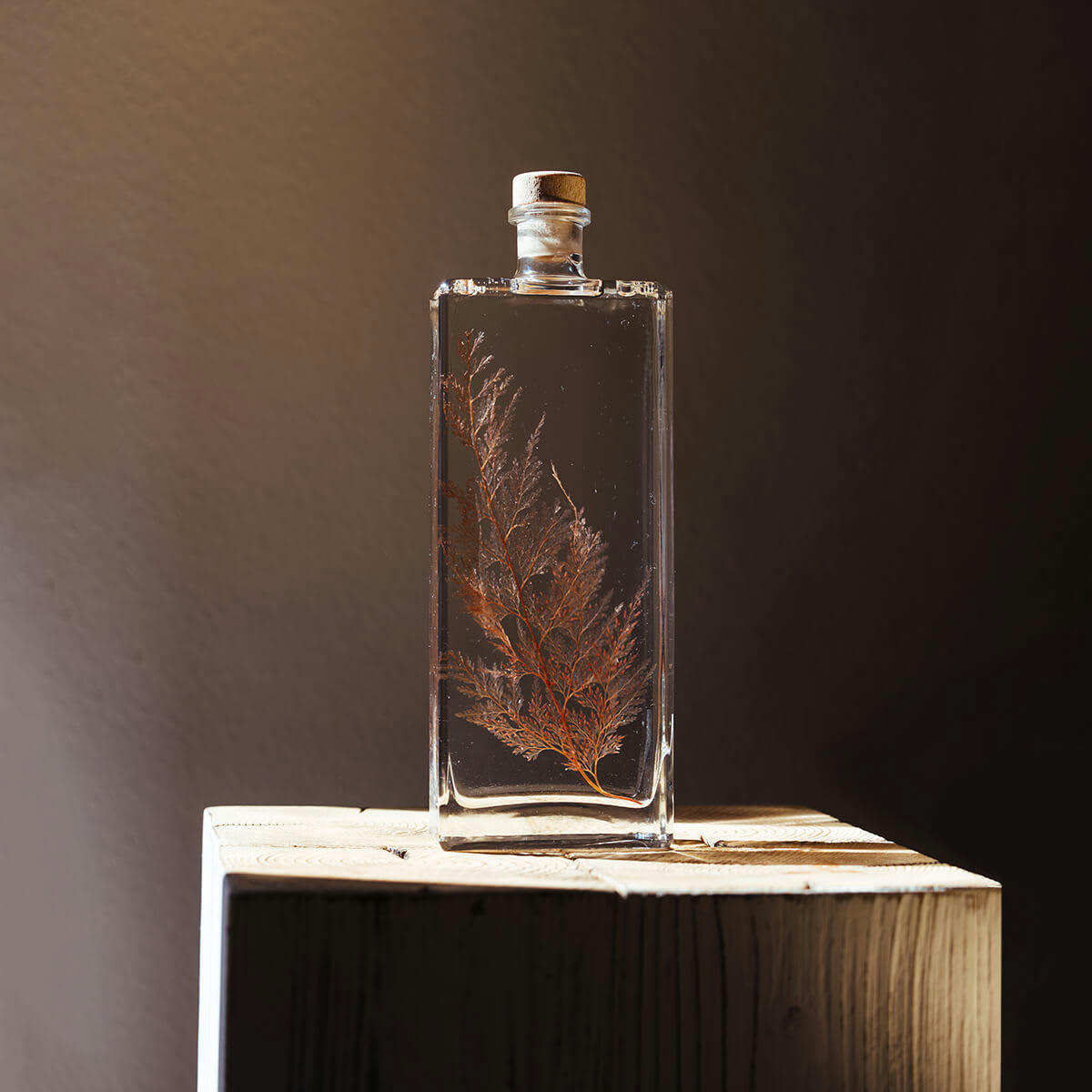 HERBARIUM DE THEOPHILE - Plante immergée Fougère Flocon blush