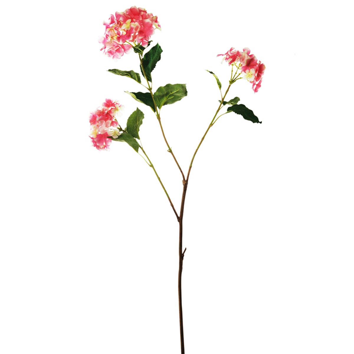 - Hortensia en branche