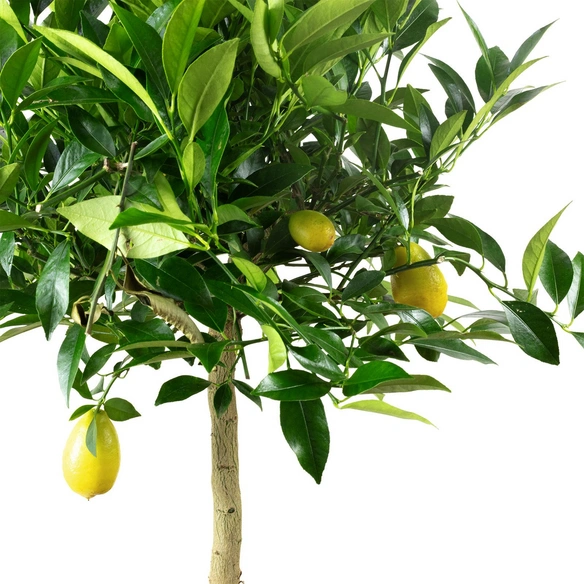 Zitrone, Citrus limon, Blüte: Weiß