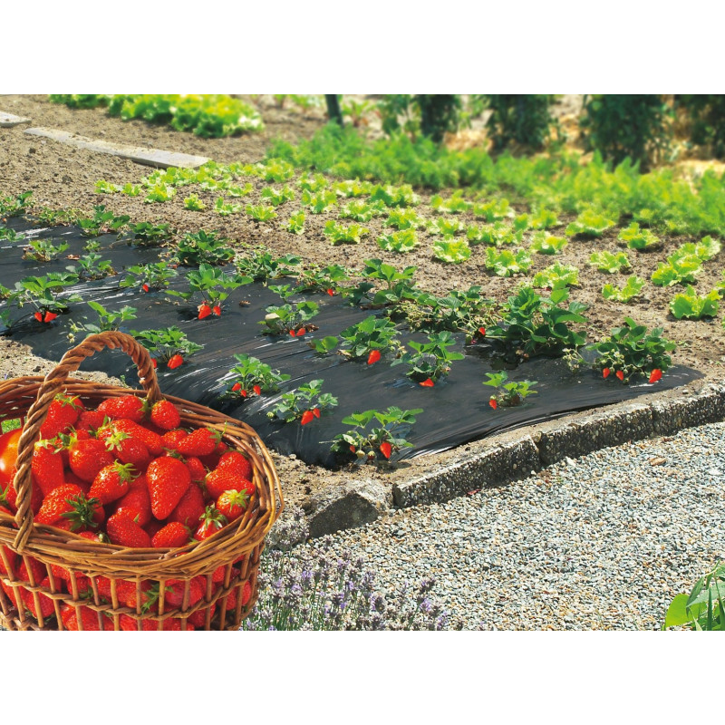 Film de paillis spécial fraises 1,40 x 10 m NORTENE