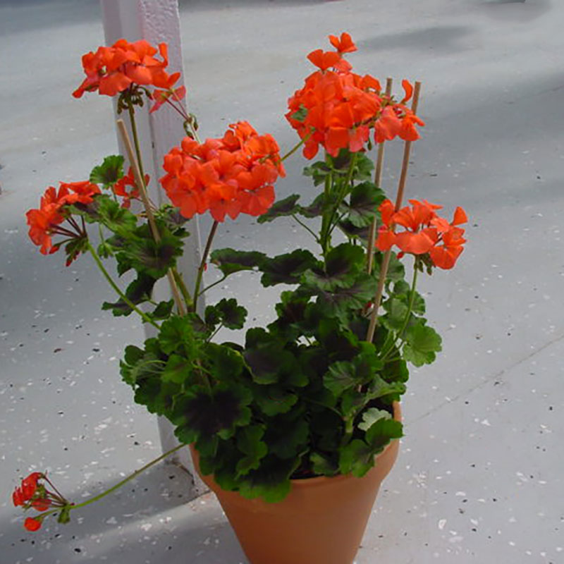 Zonalpelargon 'Antik Orange'