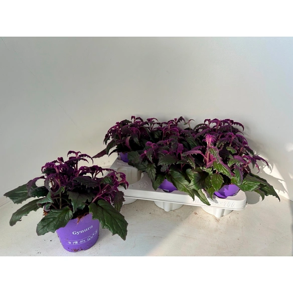 Grünpflanze »Gynura procumbens«, dunkellaubig