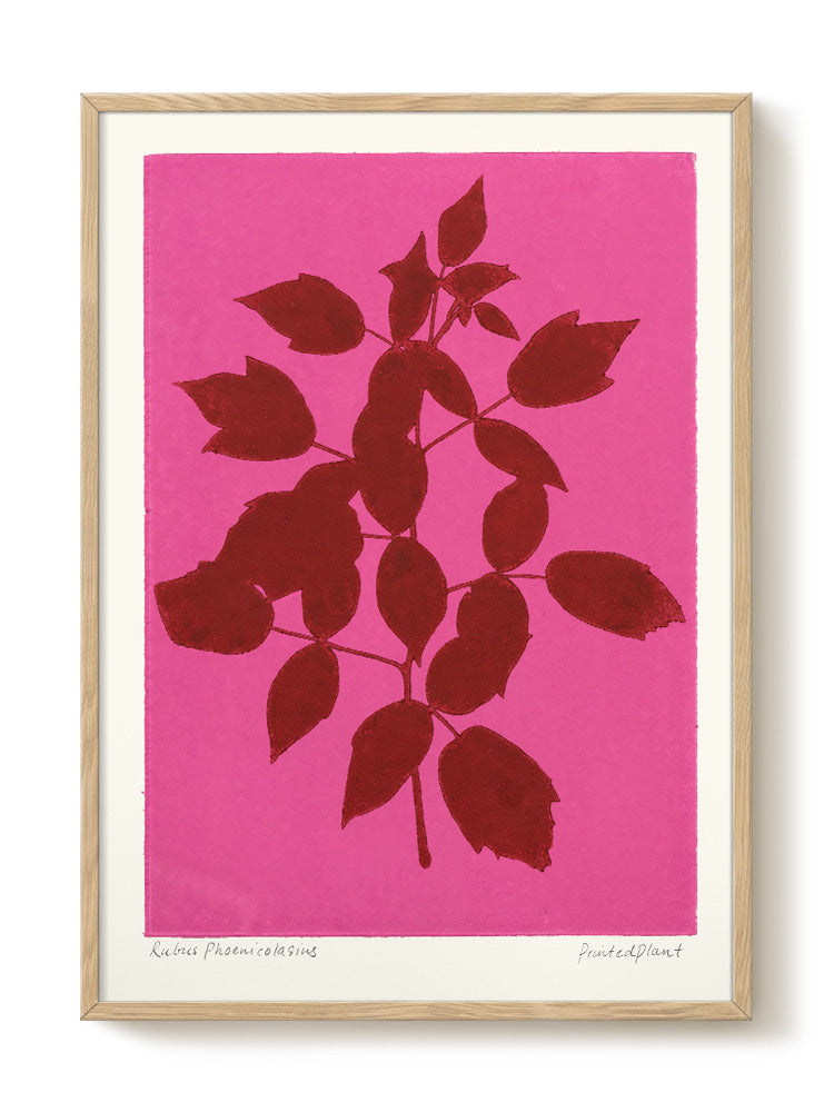 PrintedPlant - Phoenicolasius - PSTR studio Kunst Poster