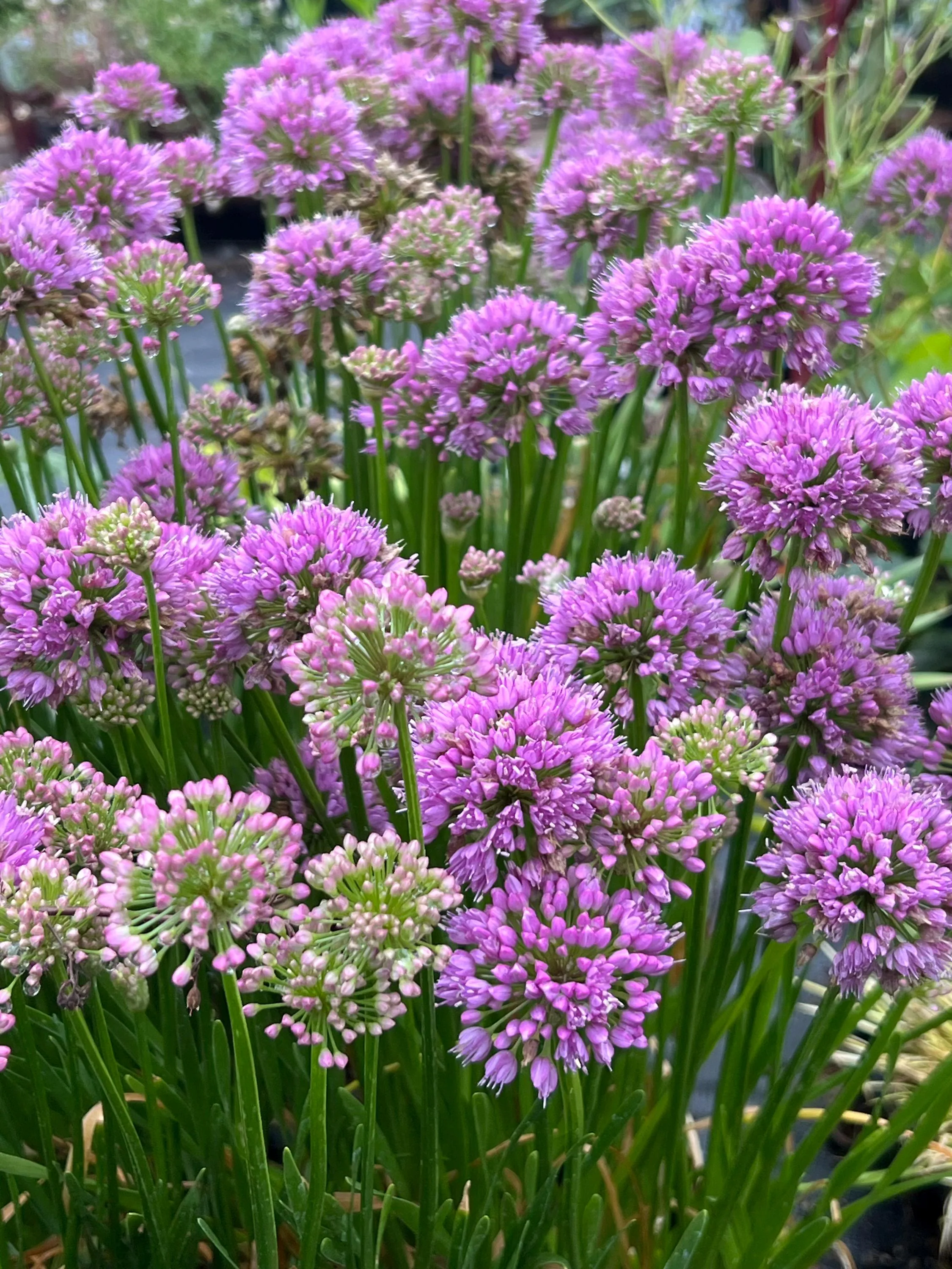 Allium 'Millenium' | Perennial Ornamental Onion, Multiple Size Options - Fall 2026 Pre-Order