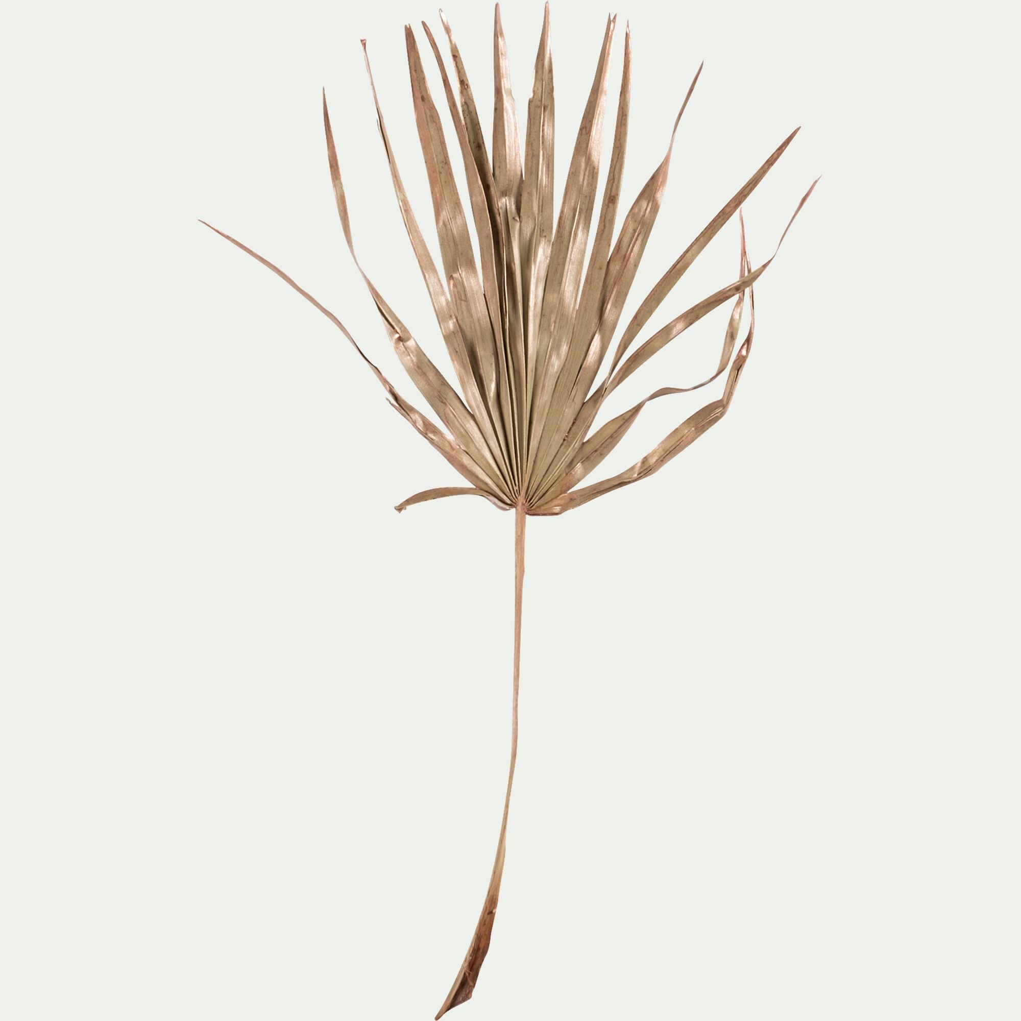 PALANJEK - Lot de 5 branches décoratives - naturel H70cm