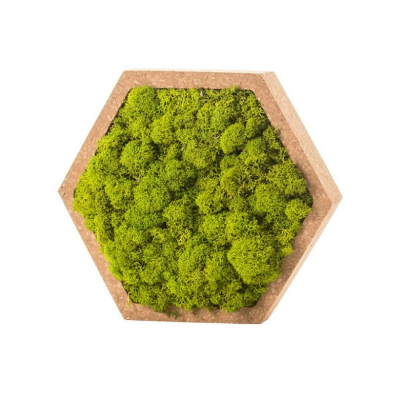 - Tableau végétal hexagonal lichen vert 16 x 16 cm