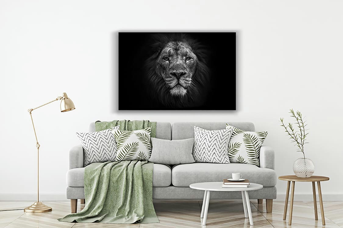 CE LION N'EST PAS UN TROPHEE - Photographie d'art de Guillaume Mordacq  40x60 cm sur plexi