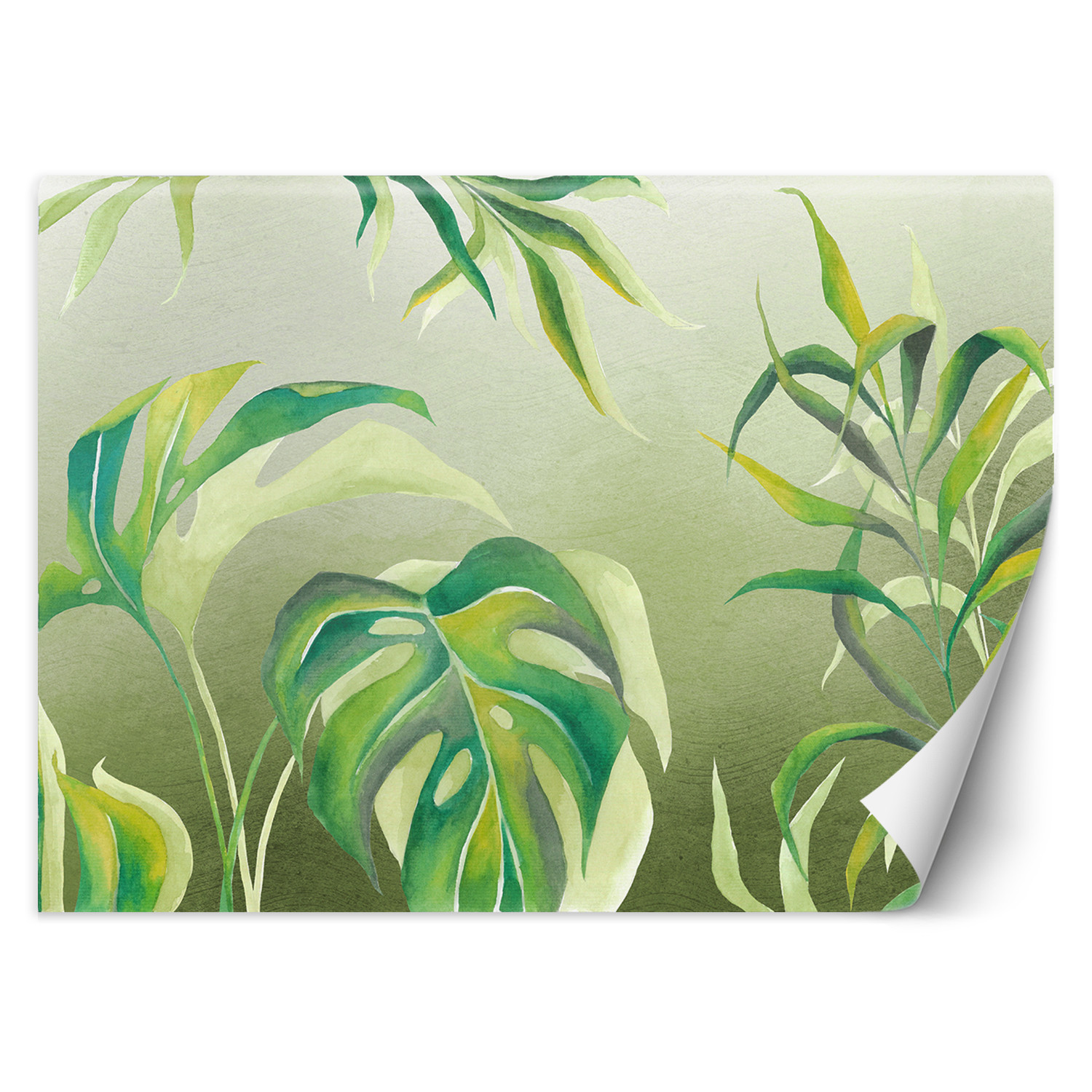 Feeby Fototapeta, Liście Monstera 150x105