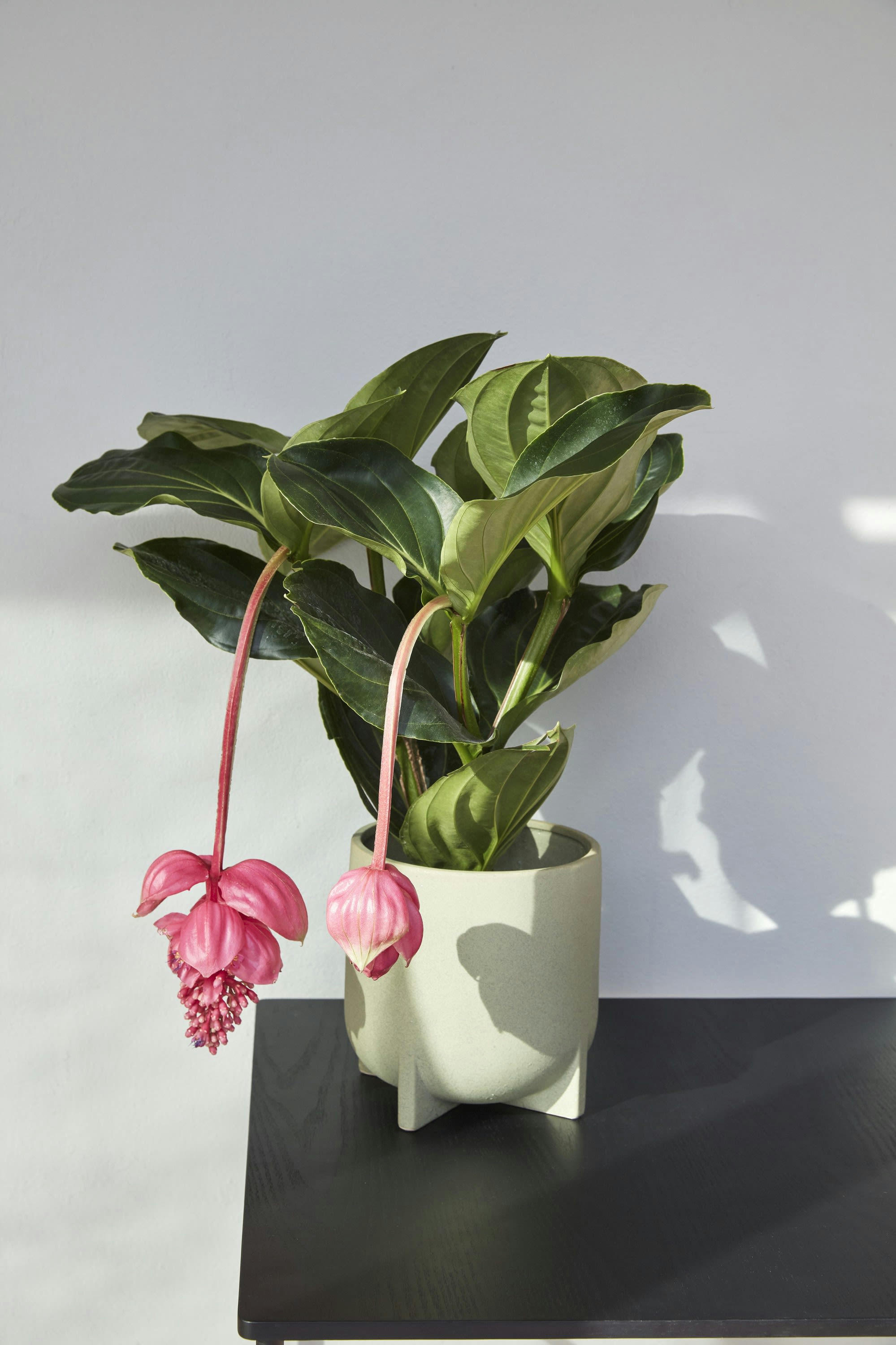 SPLIT - Lot de cache-pots en céramique vert H14