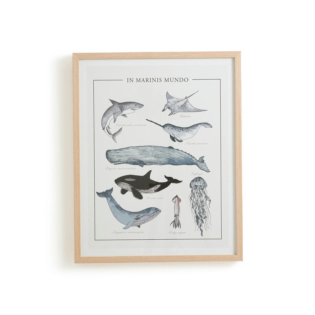 Affiche encadrée, animaux marins, Baleia