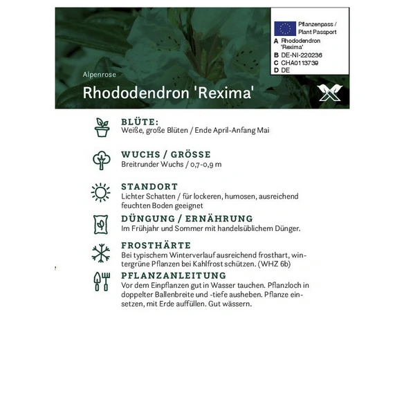 Rhododendron »Rexima«, weiß, Höhe: 30 - 40 cm