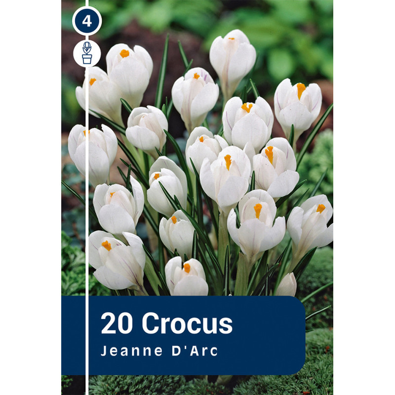 Bulbes de crocus Jeanne d'Arc 20 pièces