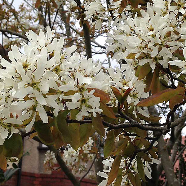 2 x Amélanchier de Lamarck - Amelanchier lamarckii- 60-80 cm pot