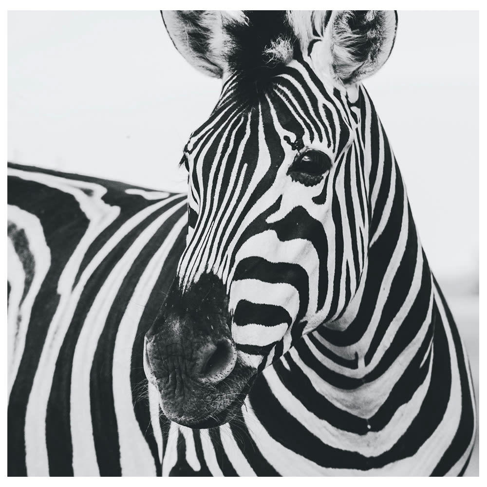 - Tableau impression sur toile museau de zèbre 60x60cm