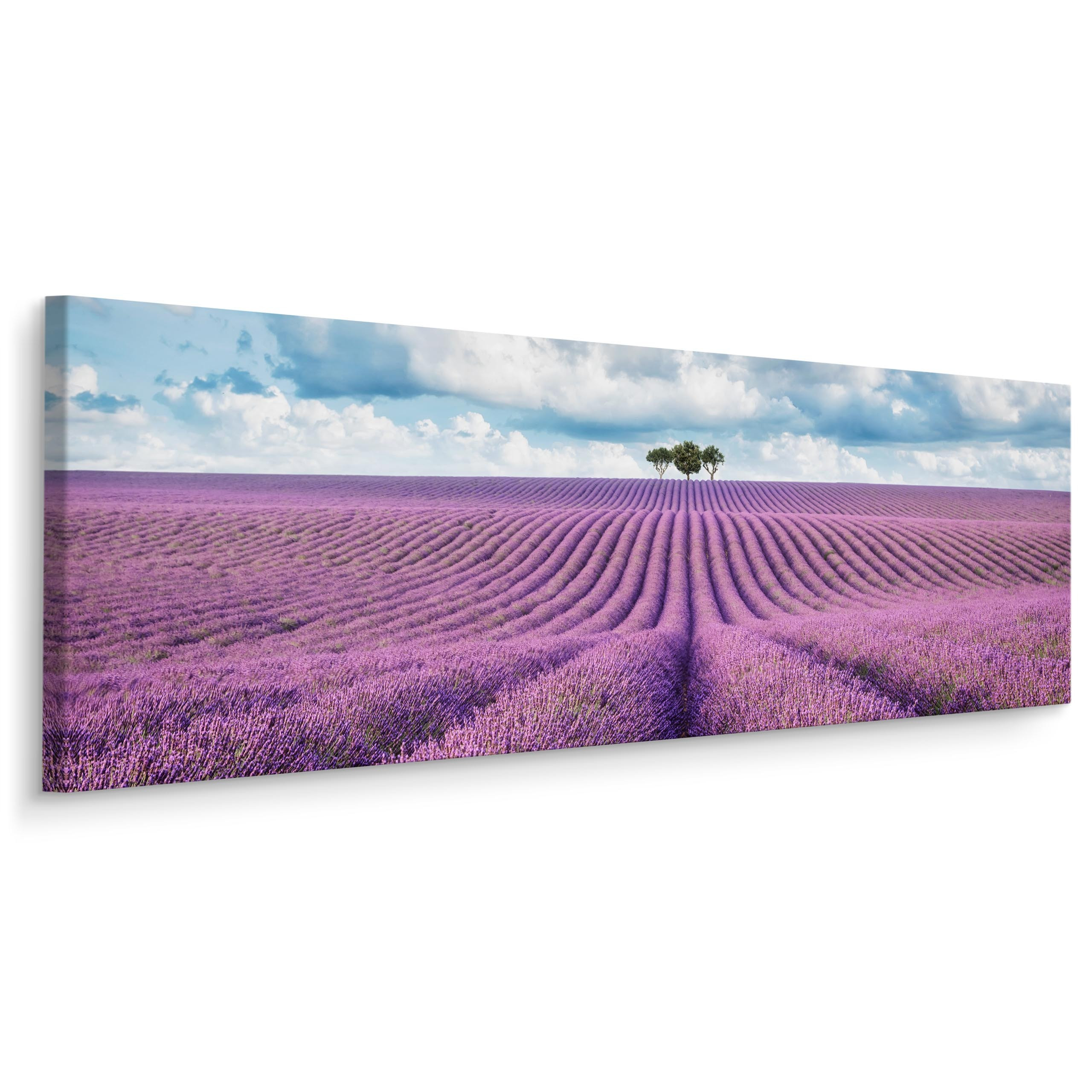 Obraz Panoramiczny Barwne Pole Lawendy 145x45cm