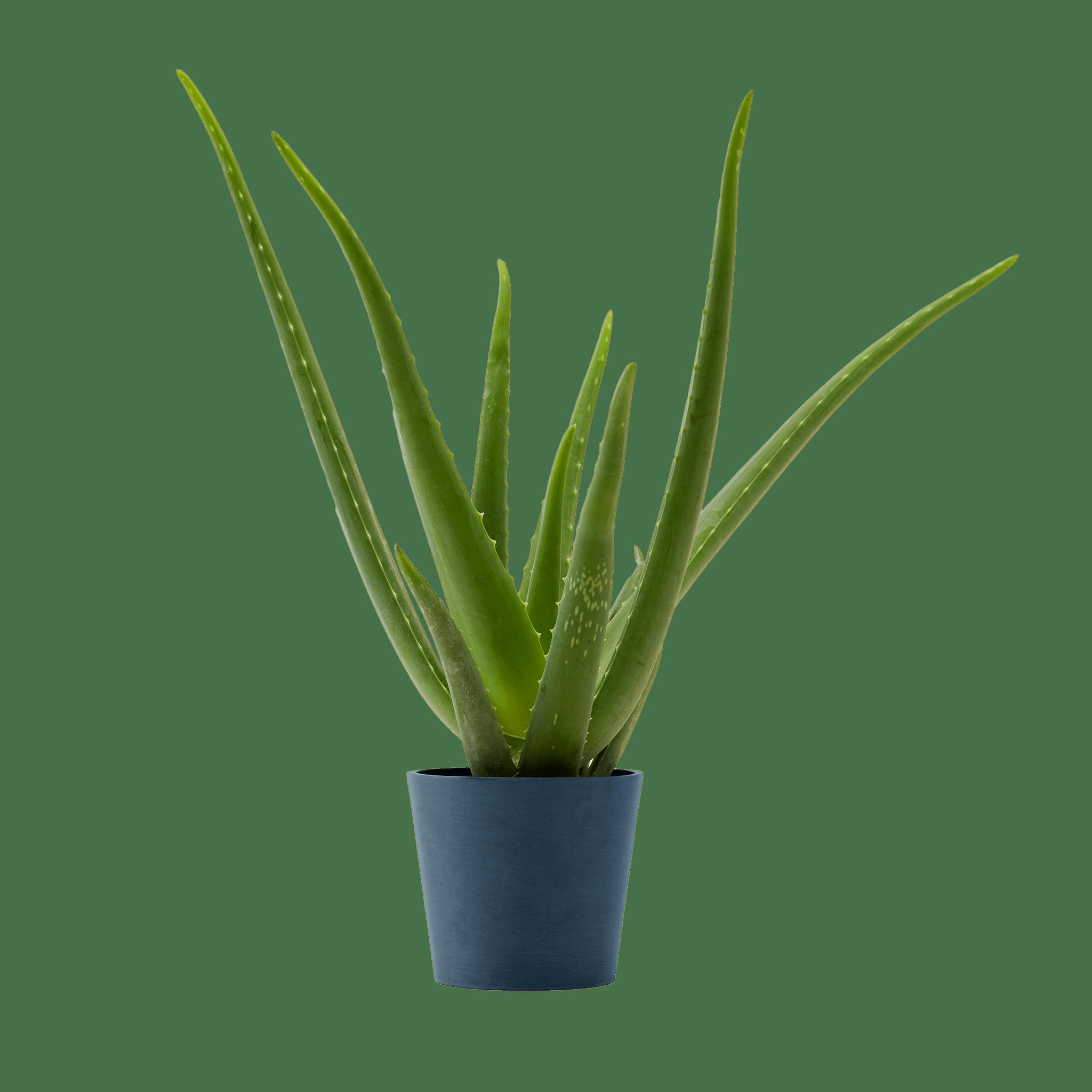 - Plante d'intérieur - Aloe Vera de 25 cm en pot bleu nuit