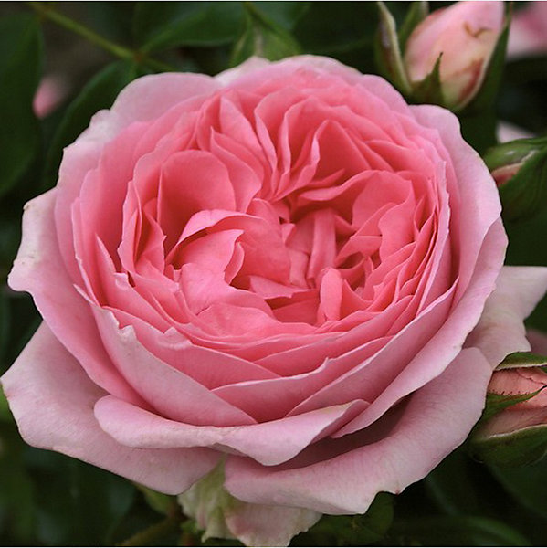 2 x Kordes Rose des fées - Rosa 'Rosenfee'
