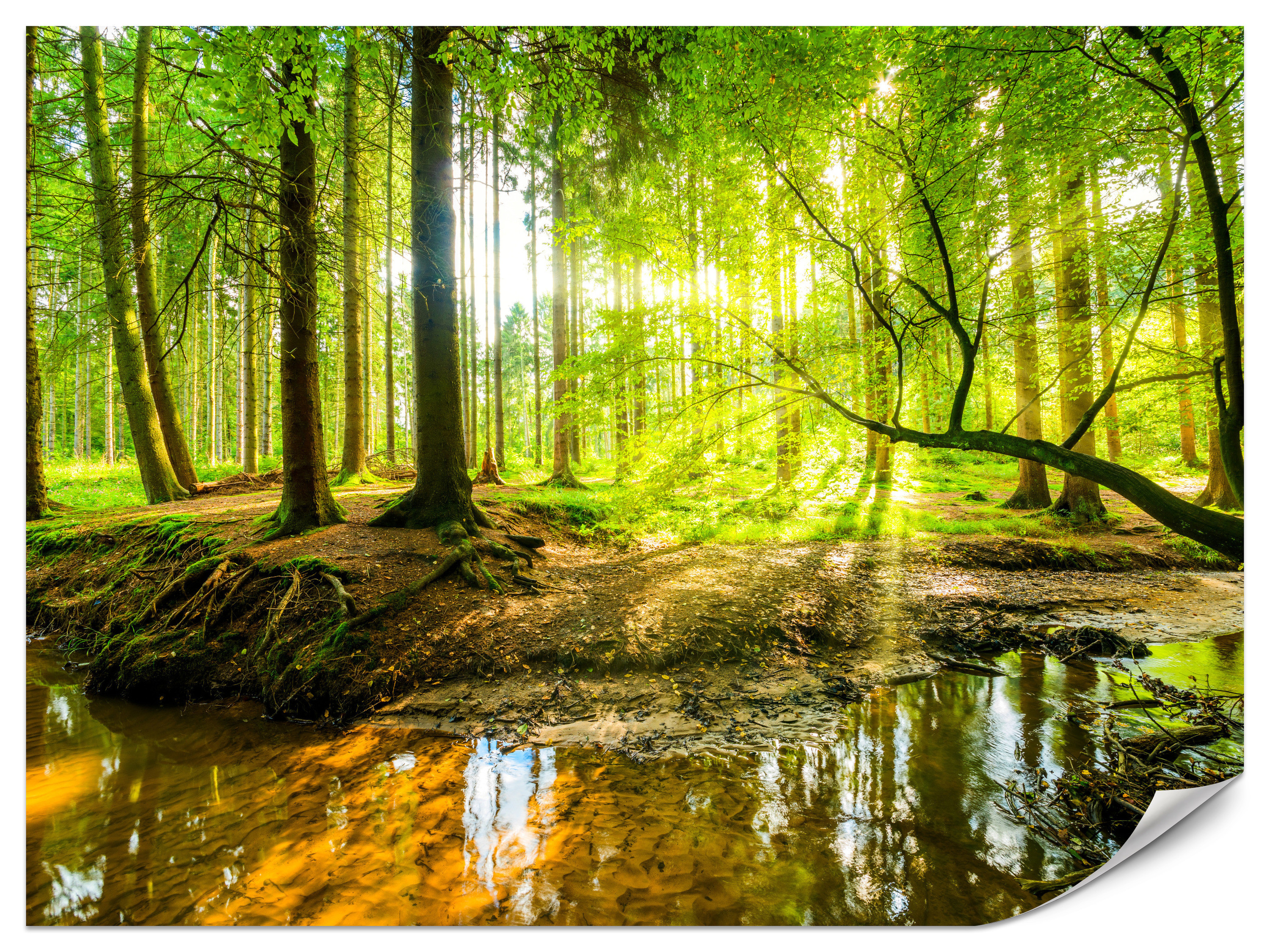 Fototapeta Leśny krajobraz wiosną 100x70cm