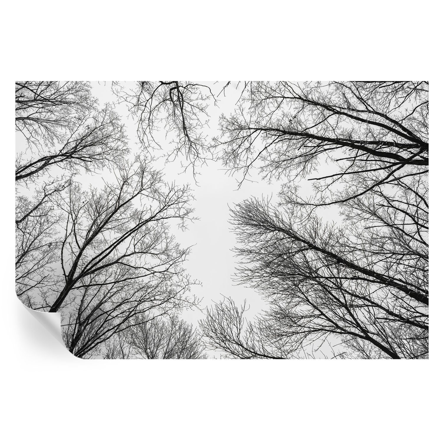 Samoprzylepna tapeta Nagie gałęzie 104x70 Wallfluent