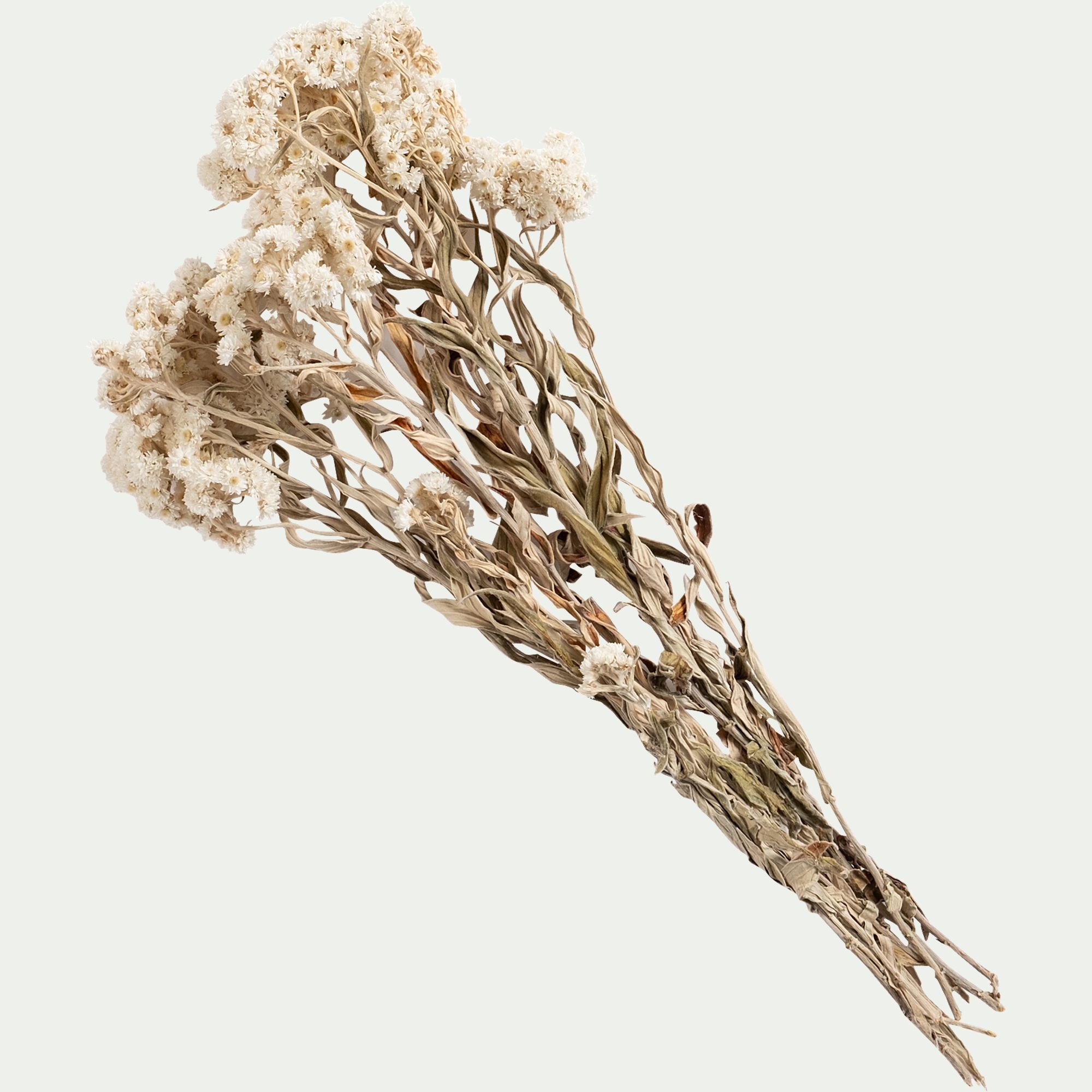 FLORALIE - Botte d'anaphalis séchée H55cm - blanc