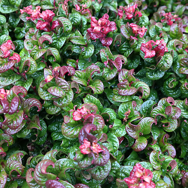 2 x Leucothoé 'Curtly Red' - Leucothoe axillaris 'Curly Red'- 20-30 cm pot