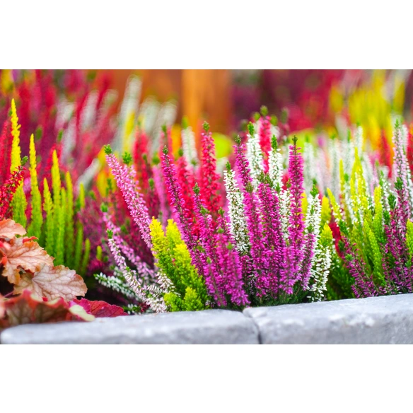 Besenheide, Calluna vulgaris »High Five«, max. Wuchshöhe: 50 cm, Blüte: mehrfarbig