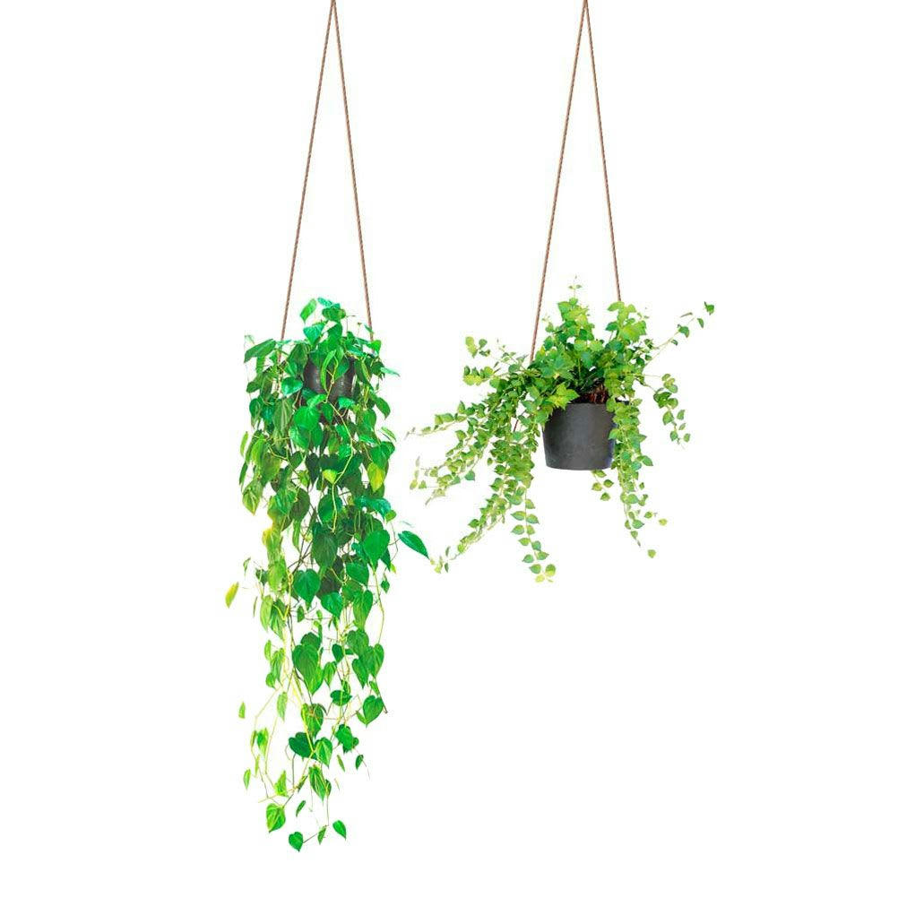 SUSPENSIONS - Autocollant mural suspensions plantes 71x51cm