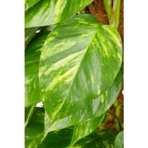 Efeutute, Epipremnum aureum