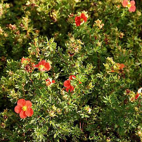 2 x Potentille arbustive - Potentilla fruticosa Marian Red Robin- 25-30 cm pot