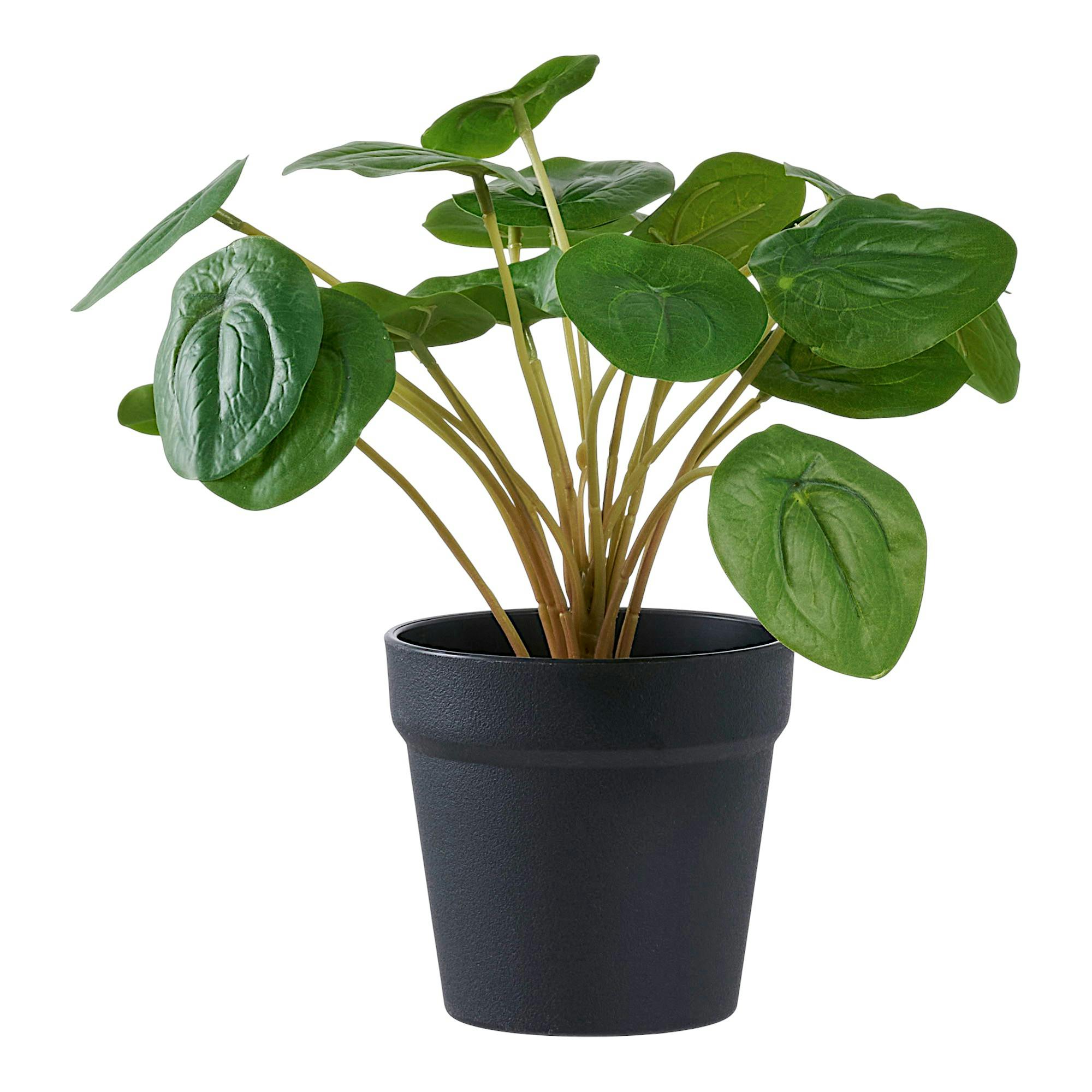 Plante artificielle pelia en pot
