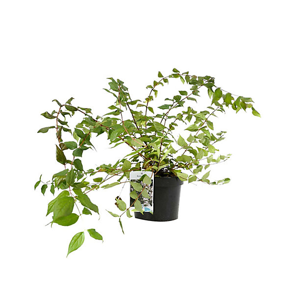 2 x Buisson de beauté - Kolkwitzia amabilis- 30-50 cm pot