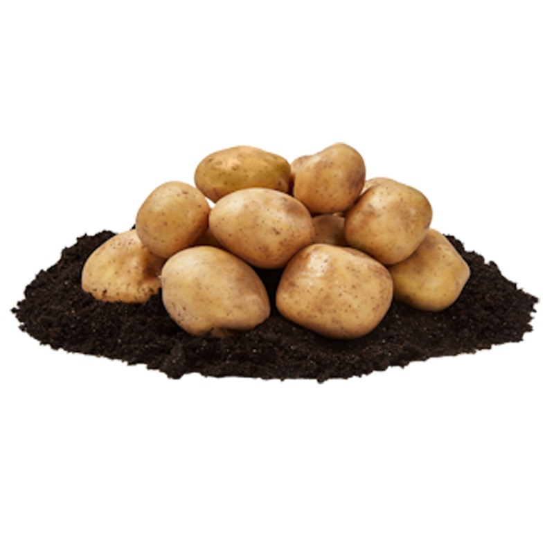 Timo, sättpotatis