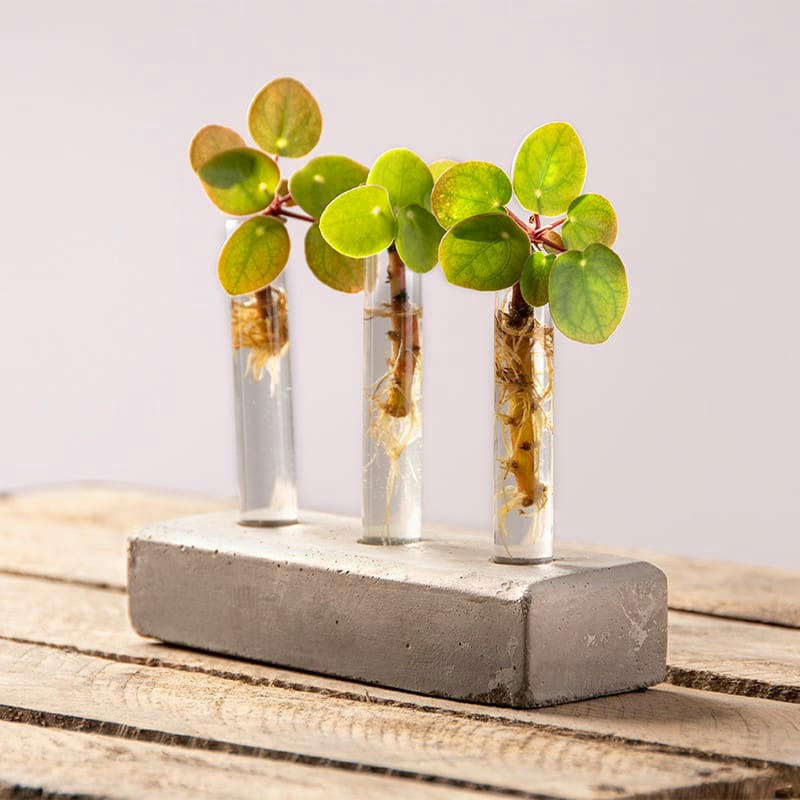 - Vase en tube à essai, socle en béton