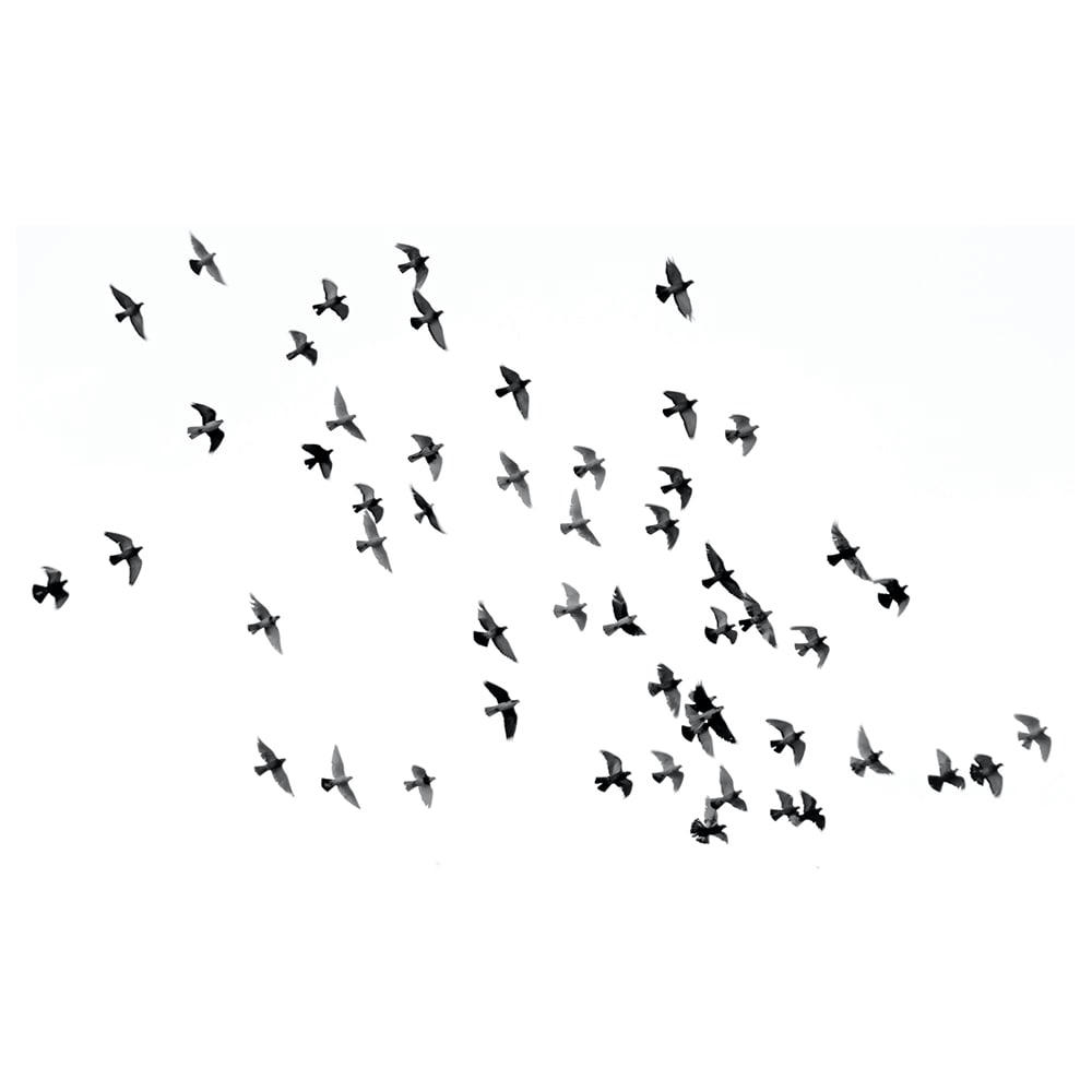 - Tableau - Volée D'oiseaux noirs comme pensées exilées 50x80cm