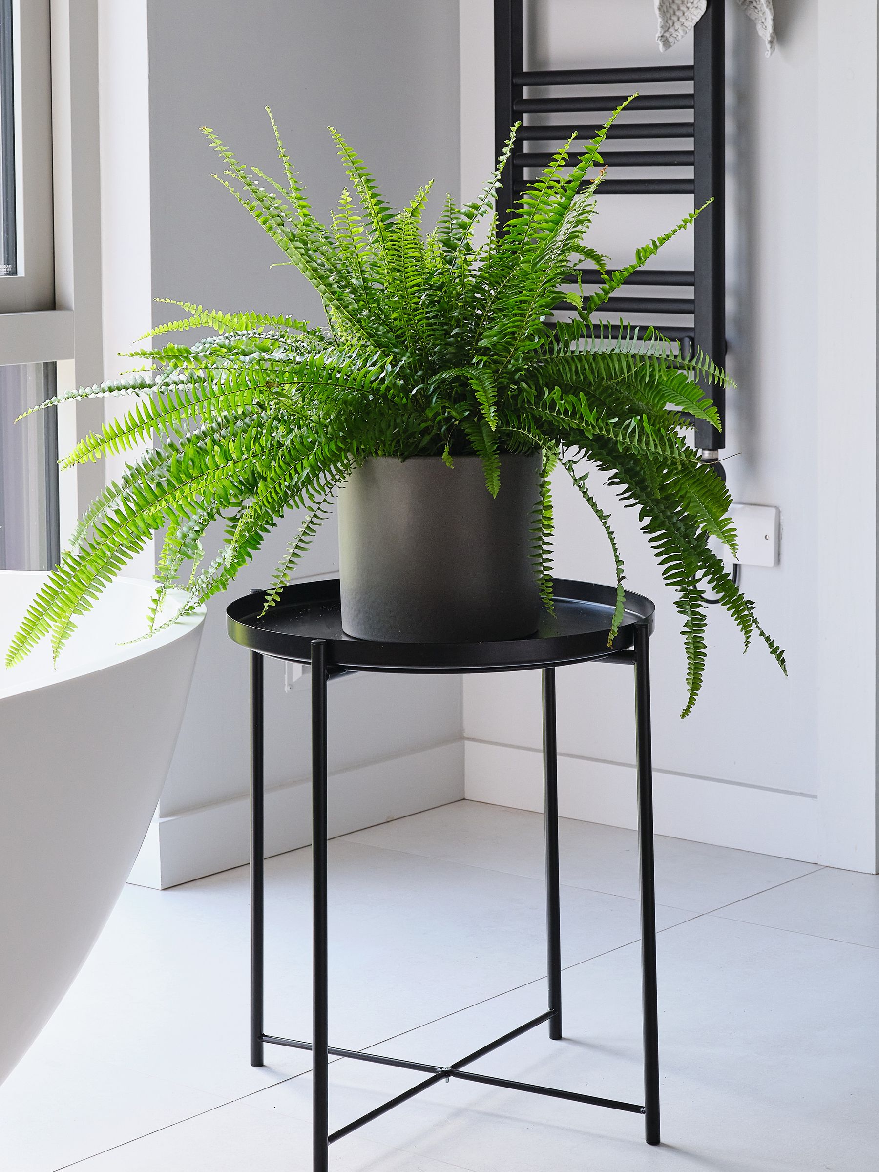 Beards & Daisies Graphite Boston Fern & Real Boston Fern Plant in Earthenware Pot