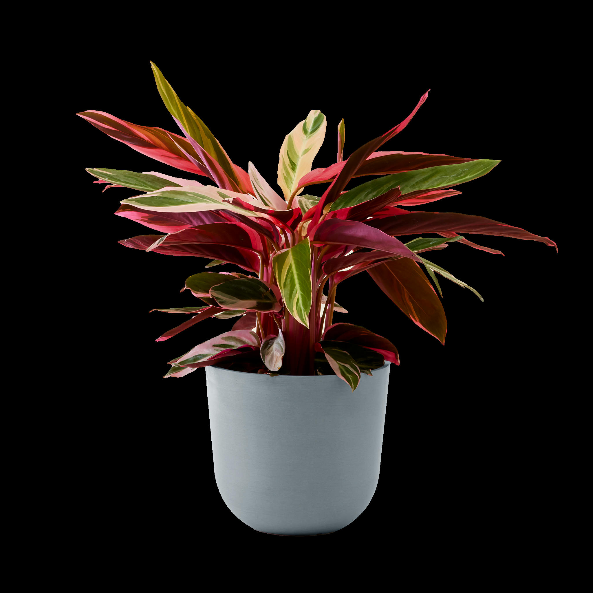 - Plante - Calathea triostar 85 cm en pot bleu gris