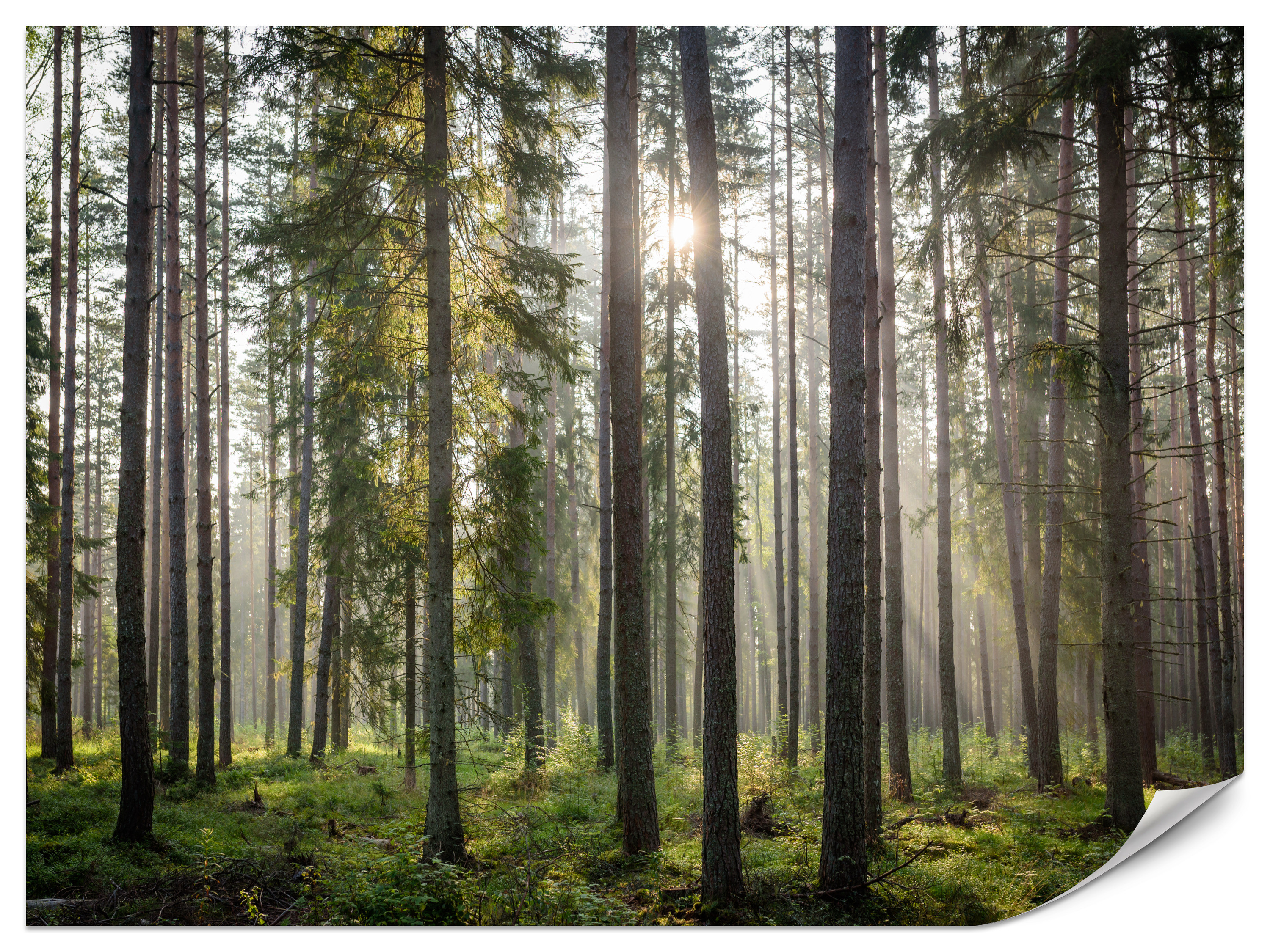 Fototapeta Las o wschodzie słońca 150x105cm