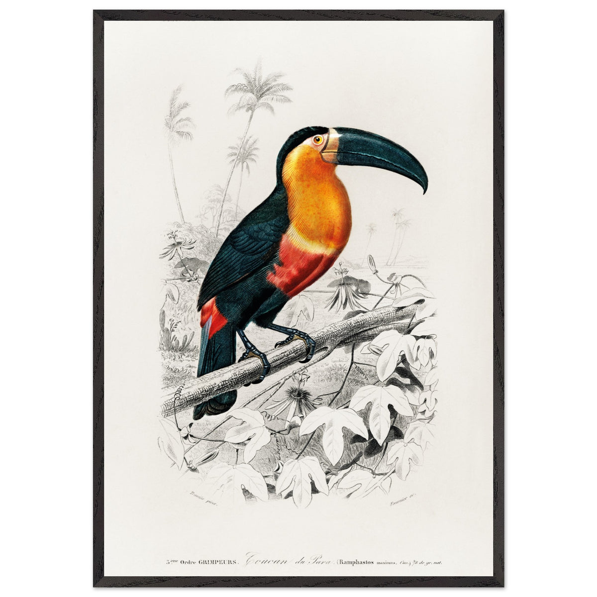 Artfulprints Poster met Lijst Charles Dessalines d'Orbigny - Toucan (ramphastos)  - 70x100 cm - Oranje