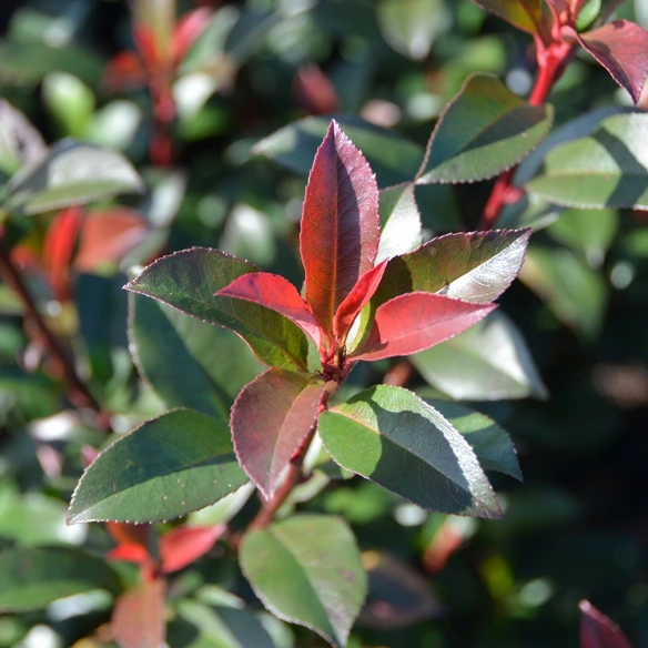 Pflanze »Photinia fraseri«, Carre Rouge, Immergrün