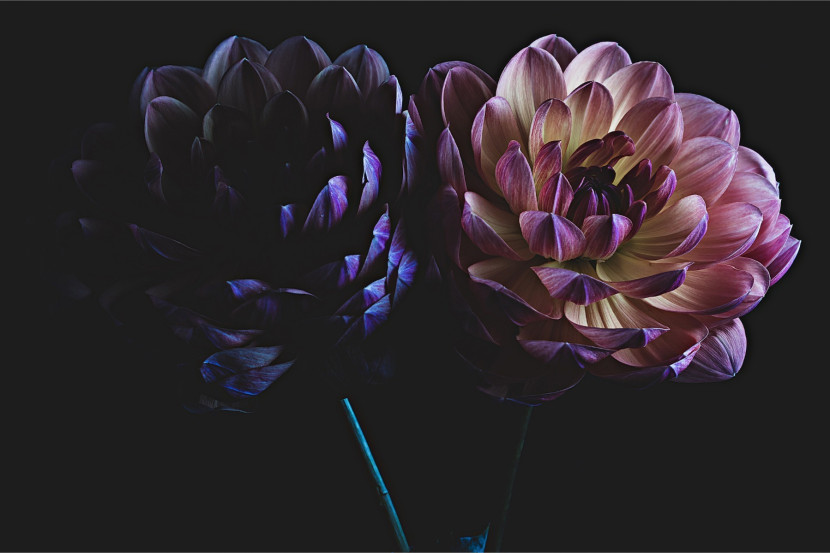 Fototapeta Natura Delikatne DALIE Kwiaty 90x60cm