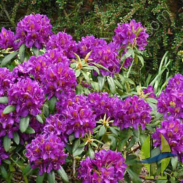 2 x Rhododendron 'Marcel Menard' - 40-50 cm pot