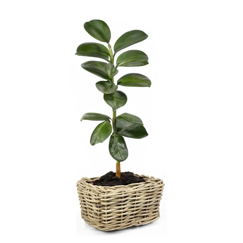 V/d Leeden Planten mand - rechthoekig - rotan - riet - 49x37x30cm