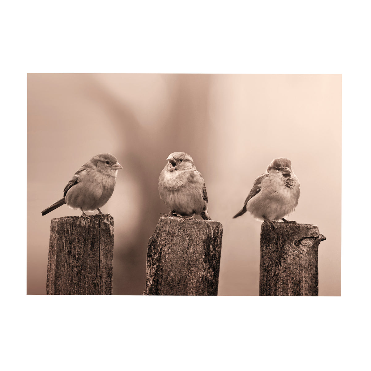 Art for the Home Buitencanvas - Vroege Vogels - Sepia - 50x70cm