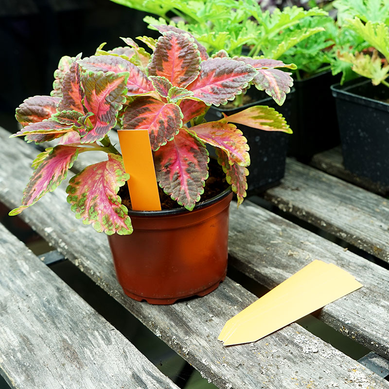 Plantetiketter 500-pack, orange