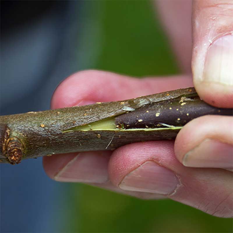 Ympris päron 'Esperens Herrepäron'