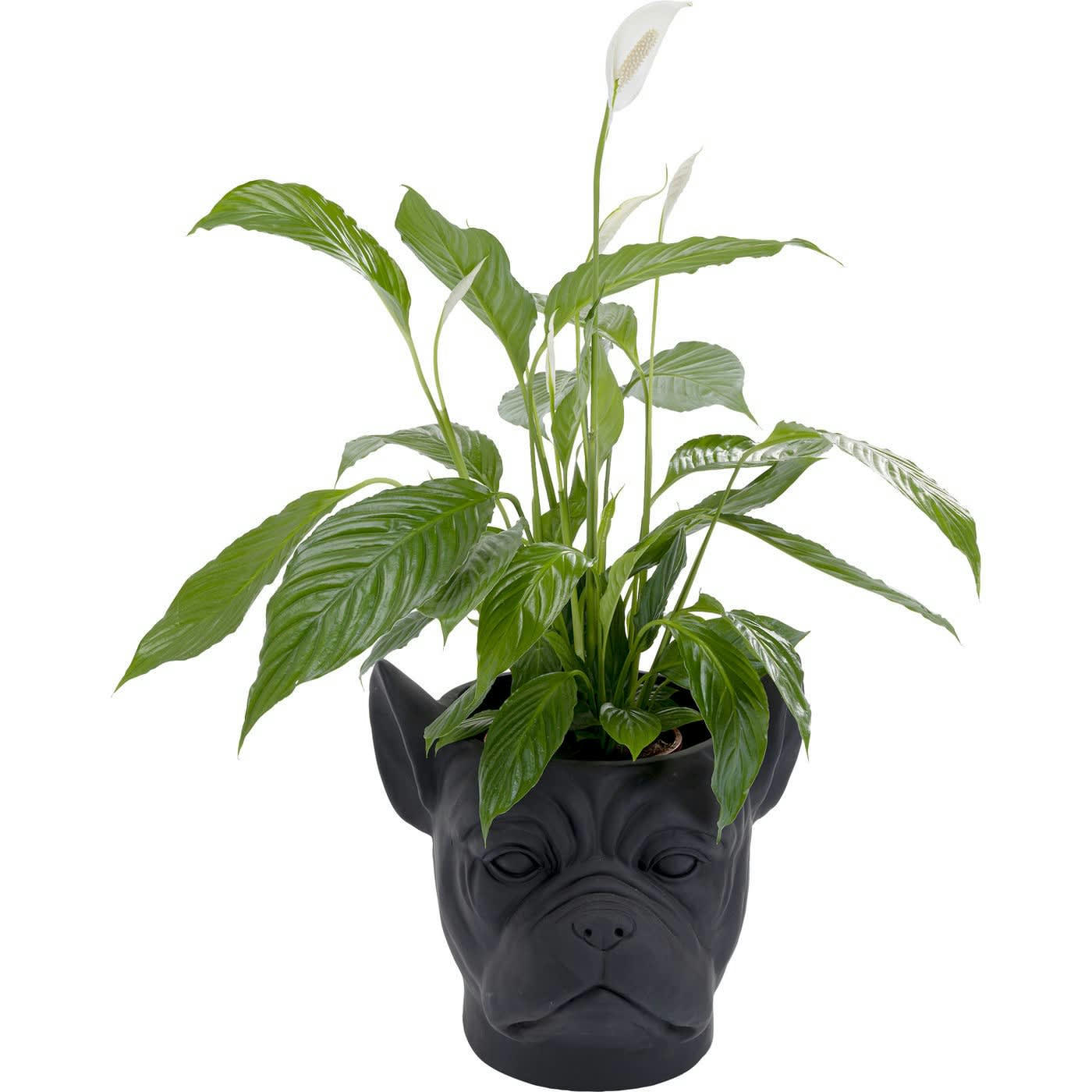 BULLDOG - Cache-pot bouledogue en fibre de verre noire