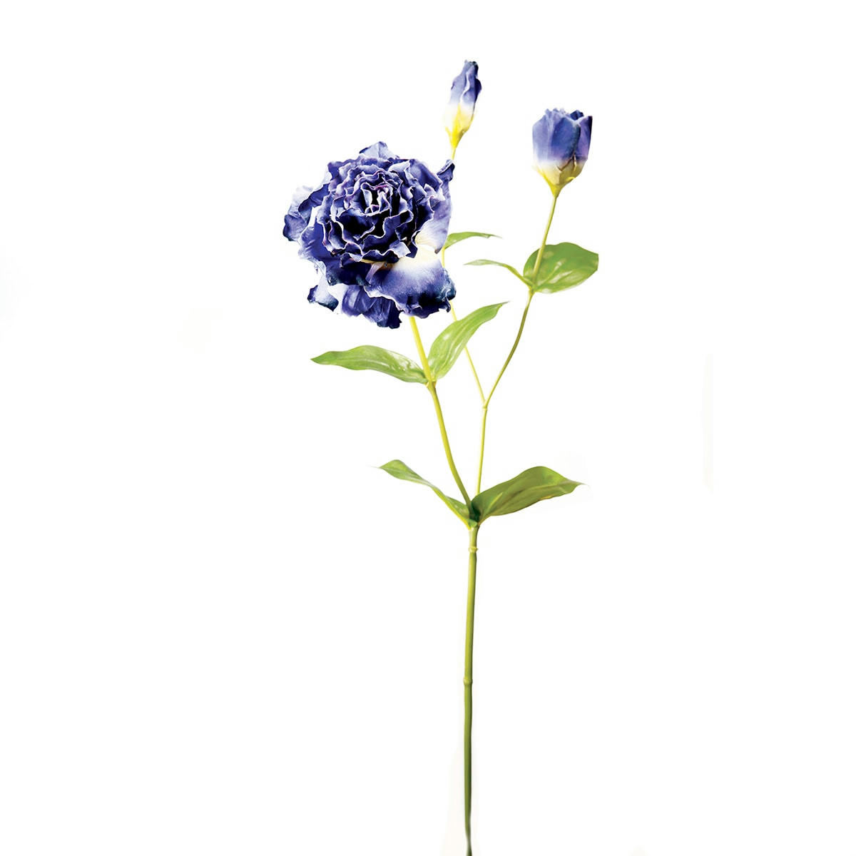 - Lisiantus H75cm