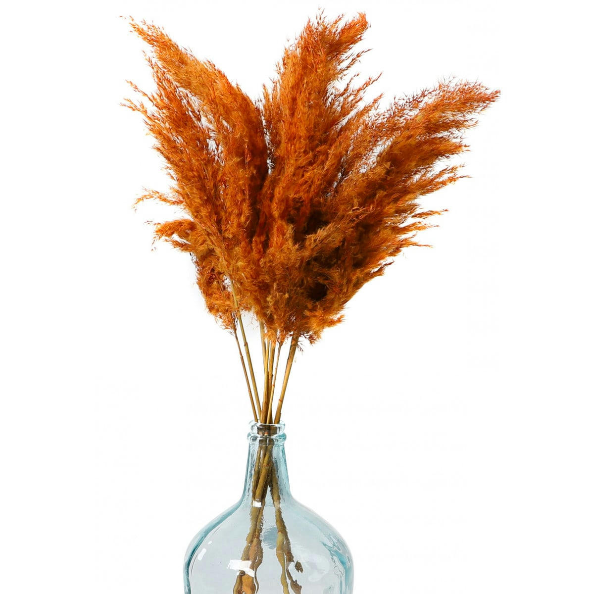 - Fleur séchée de pampa couleur terracotta 10 Branches H75cm