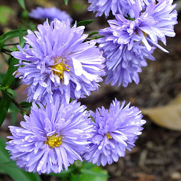 6 x Aster grand d'automne - Aster novi belgii 'Marie Ballard'- godet 9cm x 9cm