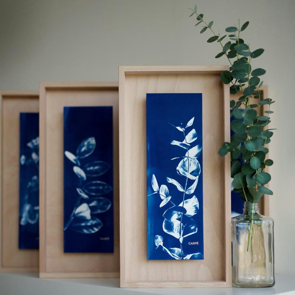 CARPË - Cadre en bois cyanotype calathea 40x20cm